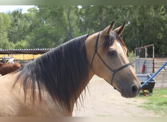 American Quarter Horse, Gelding, 7 years, 15,3 hh, Buckskin American Quarter Horse, Gelding, 7 years, 15,3 hh, Buckskin