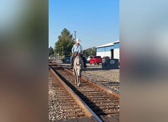 American Quarter Horse, Gelding, 7 years, 15,3 hh, Grey