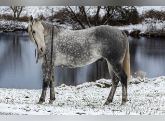 American Quarter Horse, Gelding, 7 years, 15,3 hh, Grey