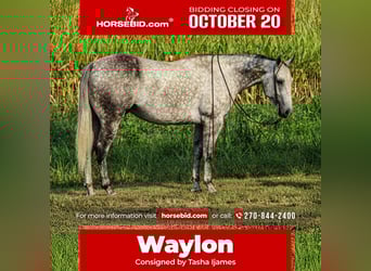 American Quarter Horse, Gelding, 7 years, 15,3 hh, Grey