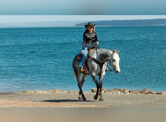 American Quarter Horse, Gelding, 7 years, 15,3 hh, Grey