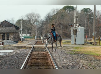 American Quarter Horse, Gelding, 7 years, 15,3 hh, Grey