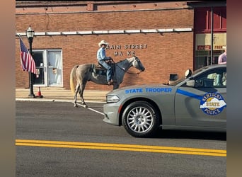 American Quarter Horse, Gelding, 7 years, 15,3 hh, Grey