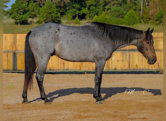 American Quarter Horse, Gelding, 7 years, 15,3 hh, Roan-Blue