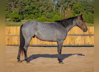 American Quarter Horse, Gelding, 7 years, 15,3 hh, Roan-Blue