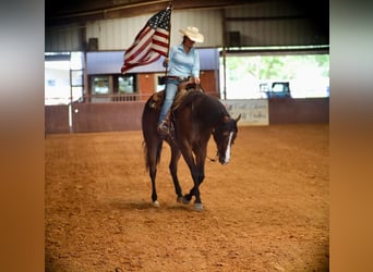 American Quarter Horse, Gelding, 7 years, 16.1 hh, Bay
