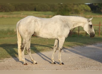 American Quarter Horse, Gelding, 7 years, 16.2 hh, Gray