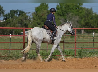 American Quarter Horse, Gelding, 7 years, 16.2 hh, Gray