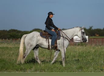 American Quarter Horse, Gelding, 7 years, 16.2 hh, Gray