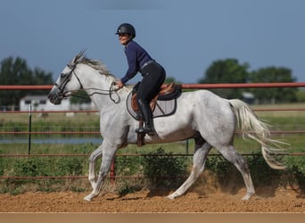 American Quarter Horse, Gelding, 7 years, 16.2 hh, Gray