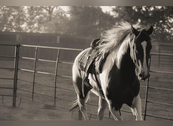 American Quarter Horse, Gelding, 7 years, 16.2 hh, Tobiano-all-colors