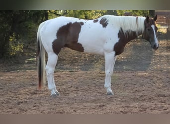 American Quarter Horse, Gelding, 7 years, 16.2 hh, Tobiano-all-colors