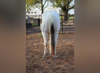 American Quarter Horse, Gelding, 7 years, 16.2 hh, Tobiano-all-colors