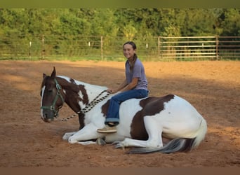 American Quarter Horse, Gelding, 7 years, 16.2 hh, Tobiano-all-colors