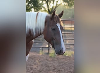 American Quarter Horse, Gelding, 7 years, 16.2 hh, Tobiano-all-colors