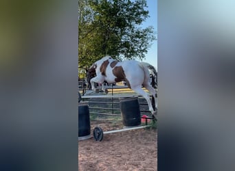 American Quarter Horse, Gelding, 7 years, 16.2 hh, Tobiano-all-colors