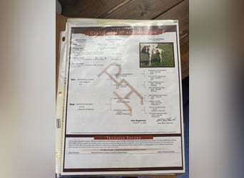 American Quarter Horse, Gelding, 7 years, 16.2 hh, Tobiano-all-colors