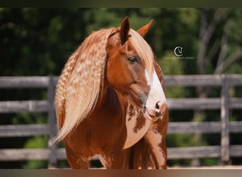 American Quarter Horse Mix, Gelding, 7 years, 16.2 hh