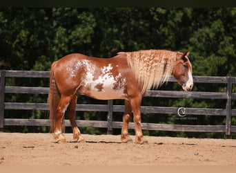 American Quarter Horse Mix, Gelding, 7 years, 16.2 hh
