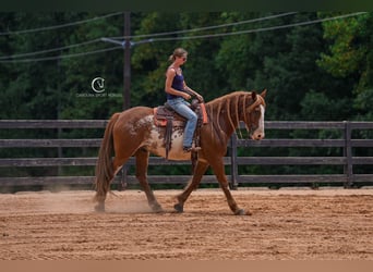 American Quarter Horse Mix, Gelding, 7 years, 16.2 hh