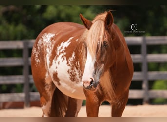 American Quarter Horse Mix, Gelding, 7 years, 16.2 hh