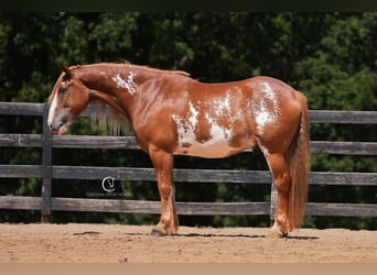American Quarter Horse Mix, Gelding, 7 years, 16.2 hh