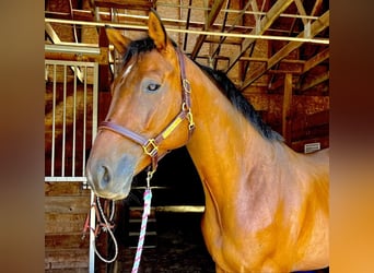 American Quarter Horse, Gelding, 7 years, 16 hh, Bay