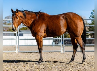 American Quarter Horse, Gelding, 7 years, 16 hh, Bay