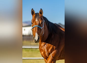 American Quarter Horse, Gelding, 7 years, 16 hh, Bay