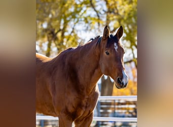 American Quarter Horse, Gelding, 7 years, 16 hh, Bay