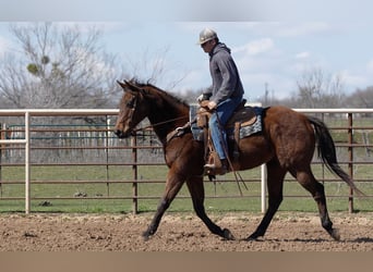 American Quarter Horse, Gelding, 7 years, 16 hh, Bay