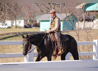 American Quarter Horse, Gelding, 7 years, 16 hh, Black