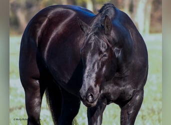 American Quarter Horse, Gelding, 7 years, 16 hh, Black