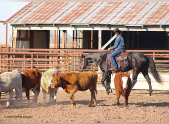 American Quarter Horse, Gelding, 7 years, 16 hh, Black