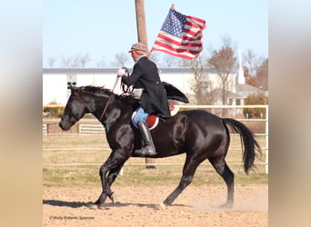 American Quarter Horse, Gelding, 7 years, 16 hh, Black