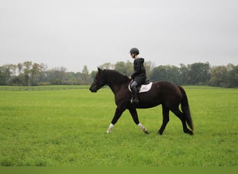 American Quarter Horse, Gelding, 7 years, 16 hh, Black
