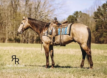 American Quarter Horse, Gelding, 7 years, 16 hh, Buckskin