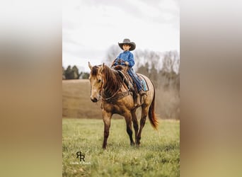 American Quarter Horse, Gelding, 7 years, 16 hh, Buckskin