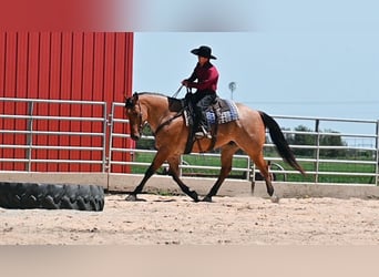 American Quarter Horse, Gelding, 7 years, 16 hh, Dun