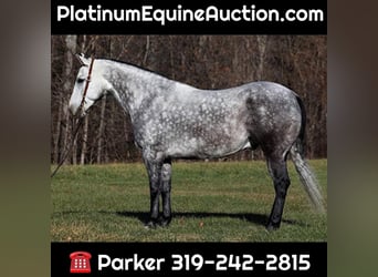 American Quarter Horse, Gelding, 7 years, 16 hh, Gray-Dapple