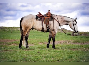 American Quarter Horse, Gelding, 7 years, 16 hh, Grey