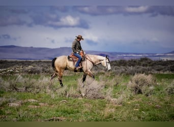 American Quarter Horse, Gelding, 7 years, 16 hh, Grey