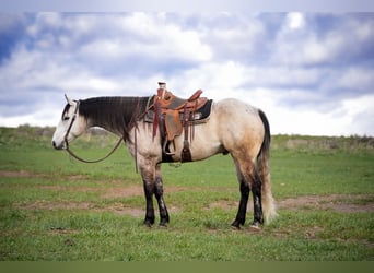 American Quarter Horse, Gelding, 7 years, 16 hh, Grey