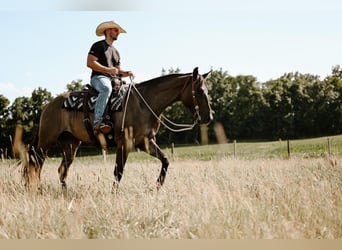 American Quarter Horse, Gelding, 7 years, 16 hh, Grullo