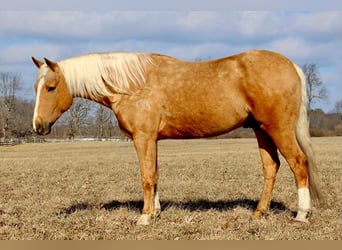 American Quarter Horse, Gelding, 7 years, 16 hh, Palomino