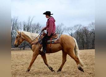 American Quarter Horse, Gelding, 7 years, 16 hh, Palomino