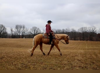 American Quarter Horse, Gelding, 7 years, 16 hh, Palomino