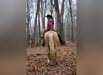 American Quarter Horse, Gelding, 7 years, 16 hh, Palomino