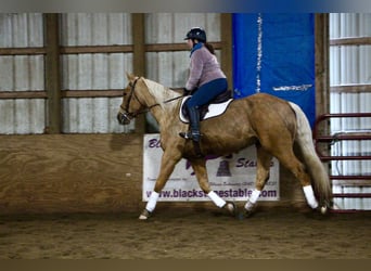 American Quarter Horse, Gelding, 7 years, 16 hh, Palomino