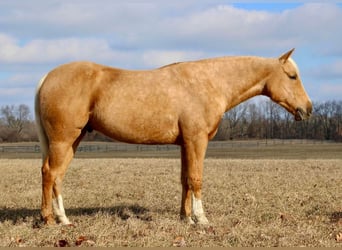 American Quarter Horse, Gelding, 7 years, 16 hh, Palomino